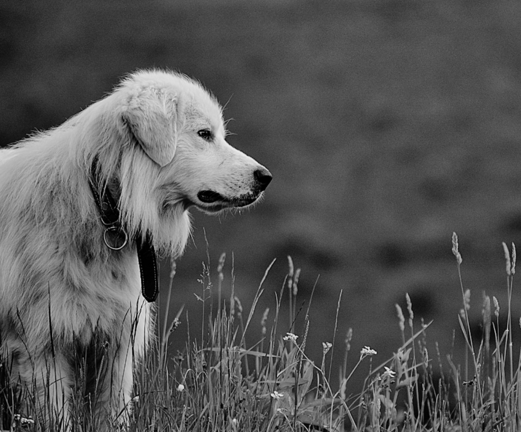 Why Does My Dog Eat Grass? Showit Blog